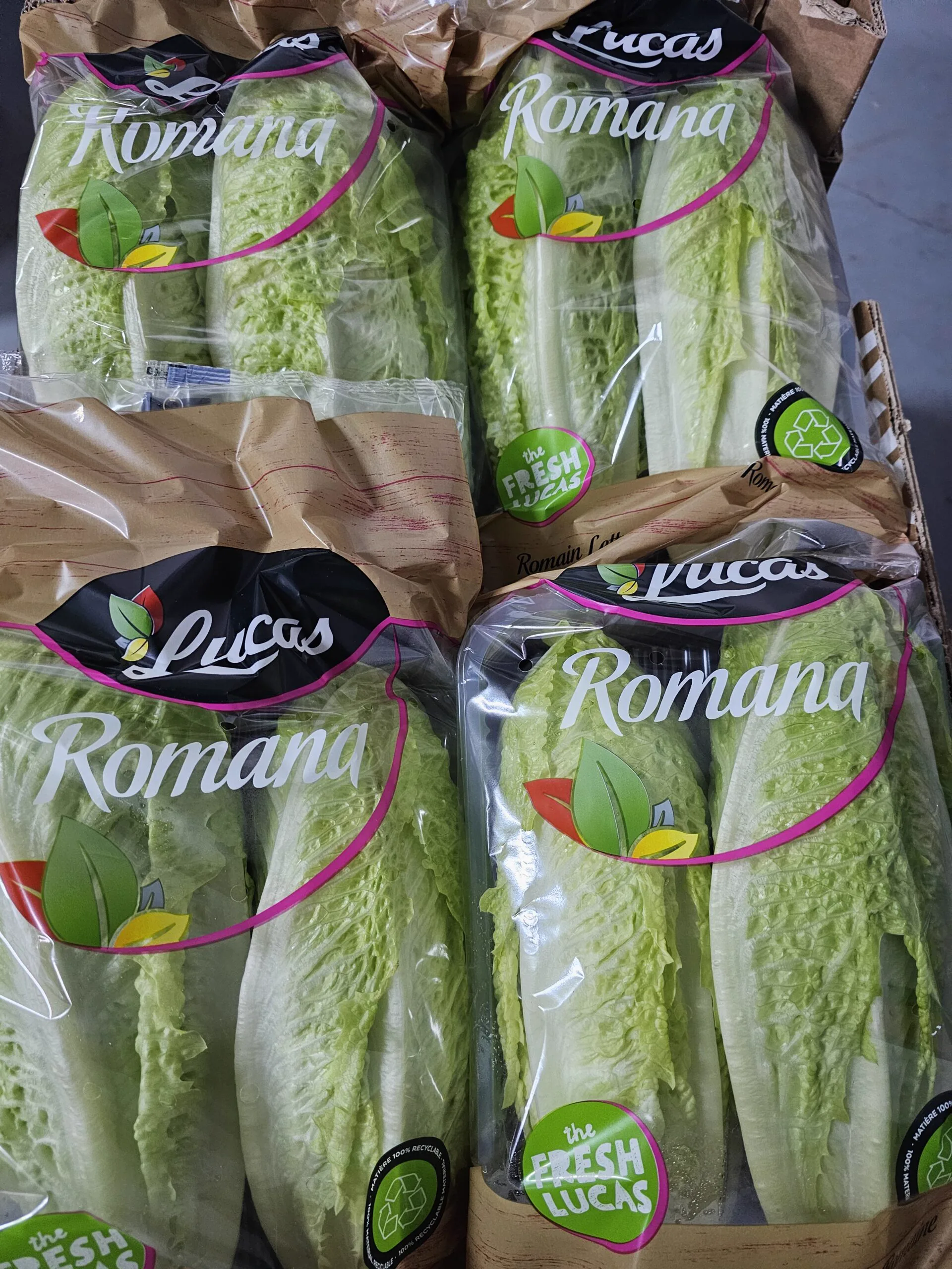 Selección de lechugas de hoja tierna